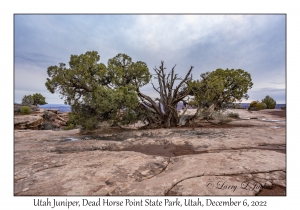 Utah Juniper