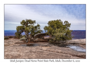 Utah Juniper