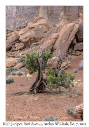 Utah Juniper