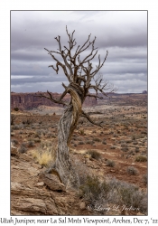 Dead Utah Juniper