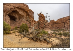 Dead Utah Juniper