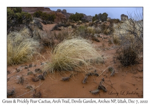 Grass & Prickly Pear Cactus