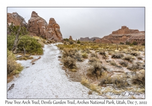 Pine Tree Arch Trail