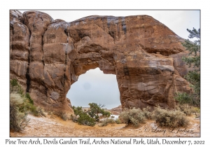 Pine Tree Arch