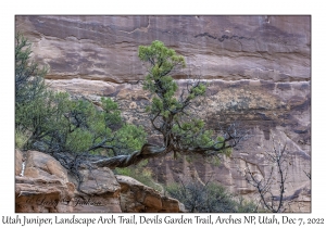 Utah Juniper