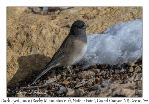 Dark-eyed Junco (Rocky Mountains variation)