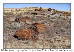 Petrified Wood