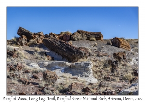 Petrified Wood