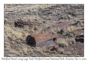 Petrified Wood