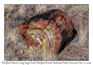 Petrified Wood