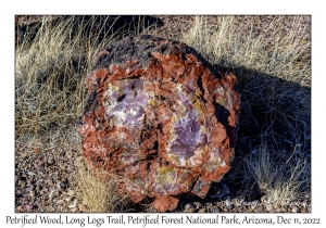 Petrified Wood