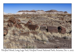 Petrified Wood