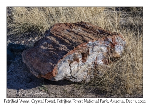 Petrified Wood