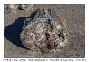 Petrified Wood