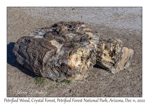 Petrified Wood