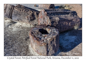 Petrified Wood