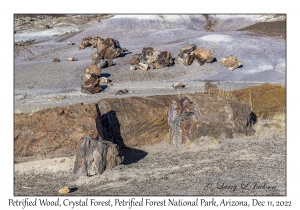 Petrified Wood