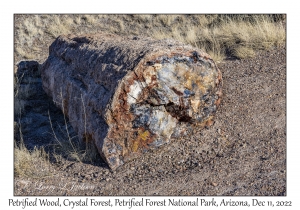 Petrified Wood