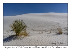 Soaptree Yucca