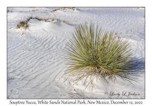 Soaptree Yucca