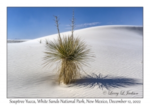 Soaptree Yucca