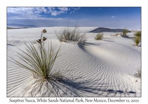 Soaptree Yucca