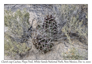 Claret-cup Cactus