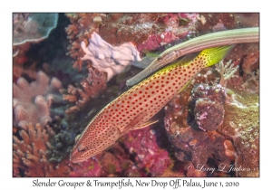 Slender Grouper shadowed by Trumpetfish