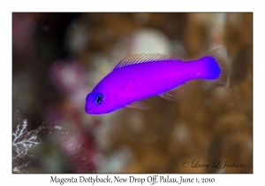 Magenta Dottyback