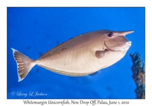 Whitemargin Unicornfish