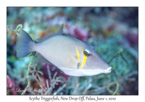 Scythe Triggerfish