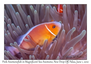 Pink Anemonefish