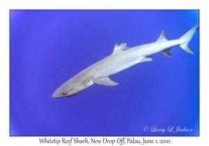 Whitetip Reef Shark