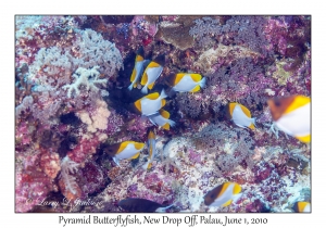 Pyramid Butterflyfish