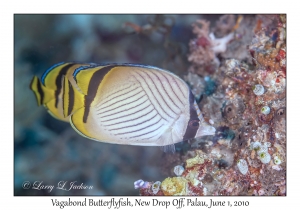 Vagabond Butterflyfish