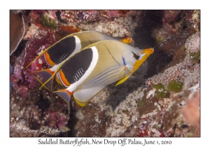 Saddled Butterflyfish