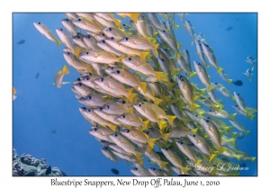 Bluestripe Snappers