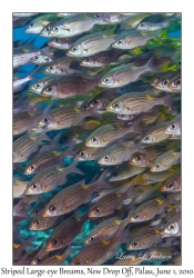 Striped Large-eye Bream