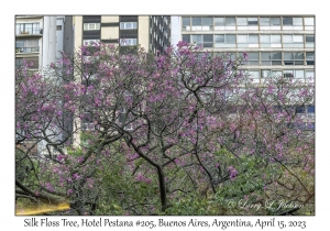 Silk Floss Tree