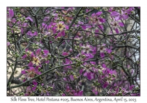 Silk Floss Tree