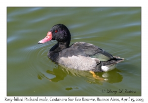 Rosy-billed Pochard male