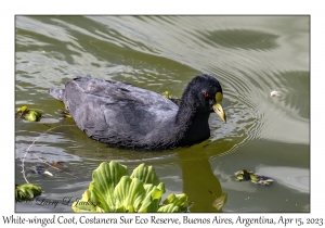 White-winged Coot