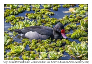 Rosy-billed Pochard male