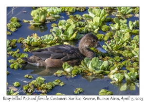 Rosy-billed Pochard female