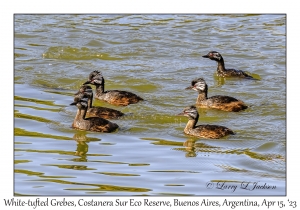 White-tufted Grebes