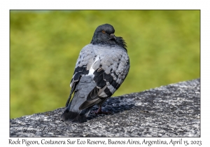 Rock Pigeon