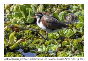 Wattled Jacana juvenile