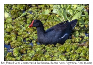 Red-fronted Coot