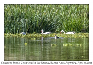 Coscoroba Swans