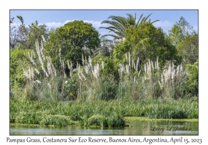 Pampas Grass